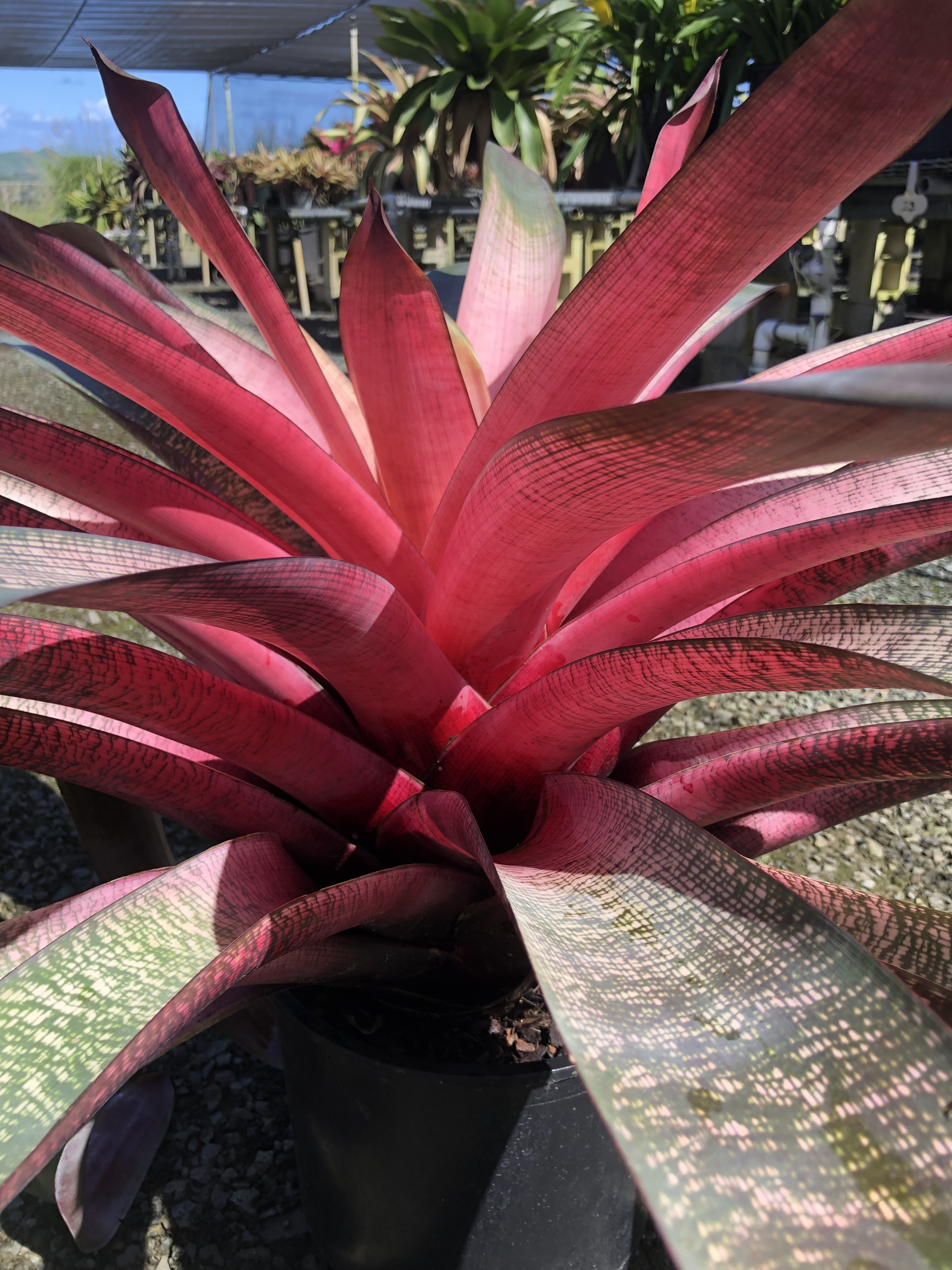 All Plants | Fantastic Gardens Hawaii